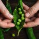 This is a decorative stock image related to Soilless Culture that shows green peas.