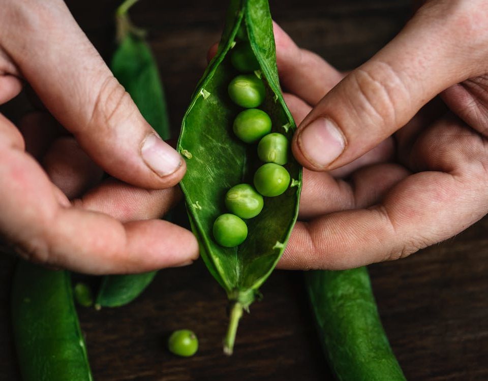 This is a decorative stock image related to Soilless Culture that shows green peas.