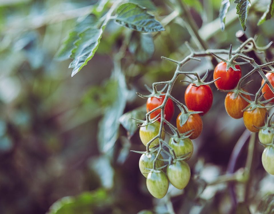 This is a decorative stock image related to Soilless Culture that shows cherry tomatoes.